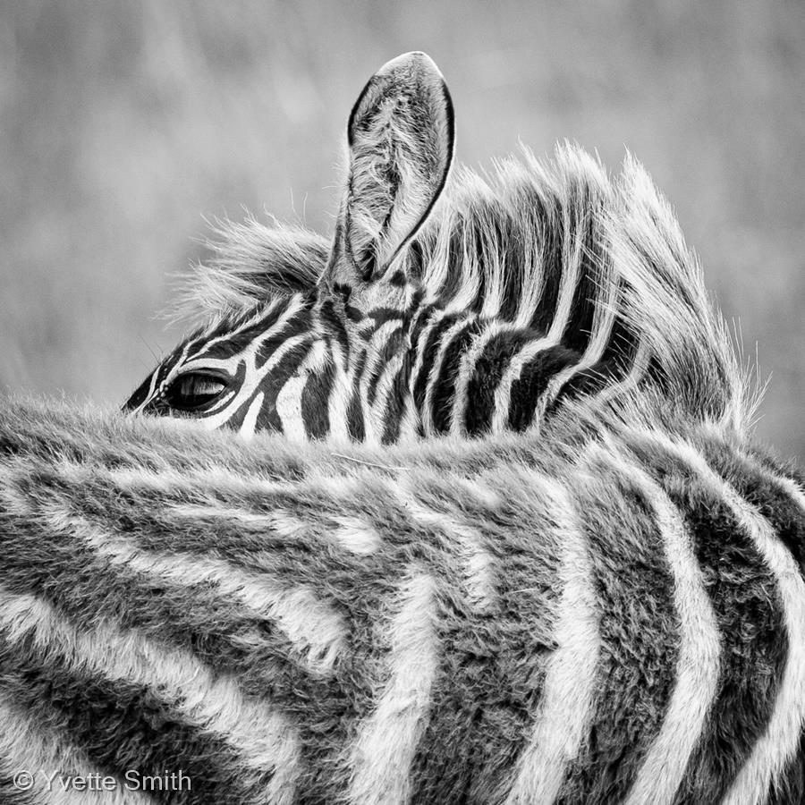Young Zebra by Yvette Smith