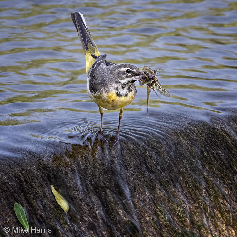 Grey Wagtail by Mike Harris