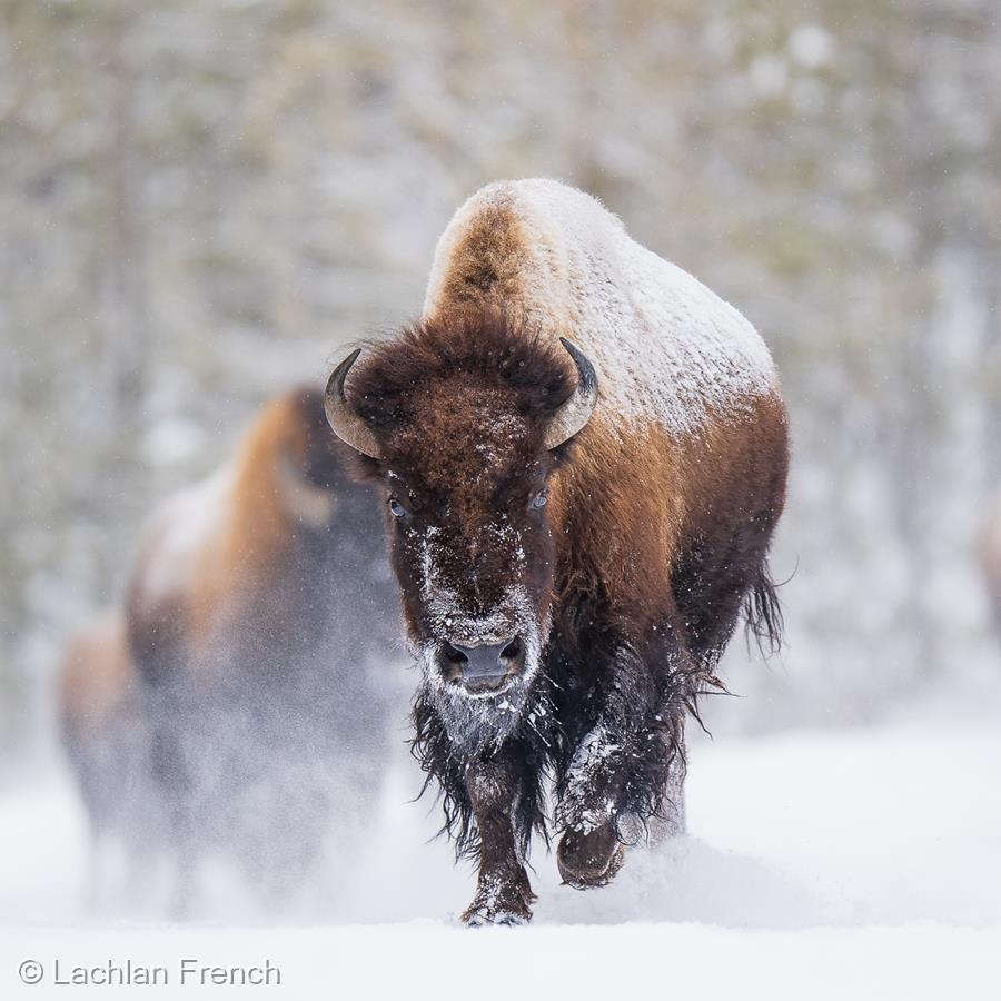 American Bison by Lachlan French