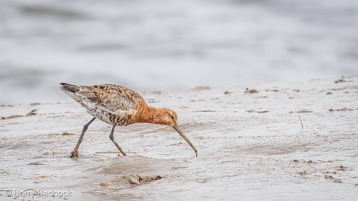 Black-tailed Godwit by Barry Badcock
