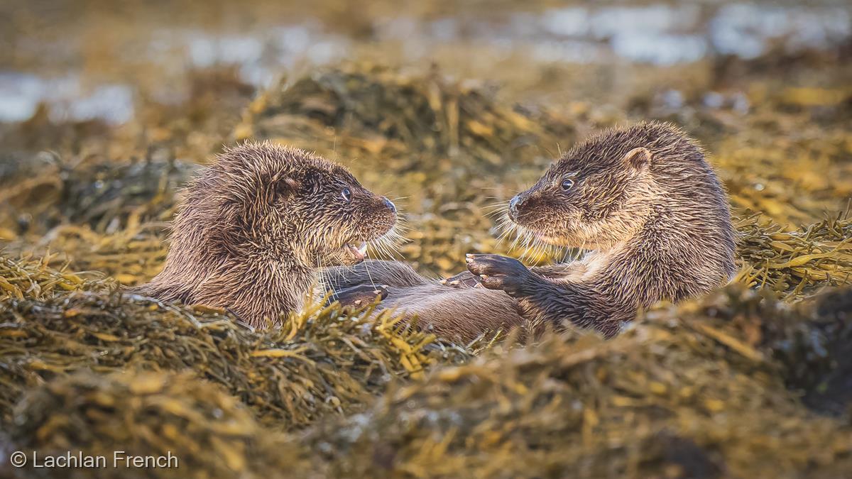 Otter Cubs Playing by Lachlan French