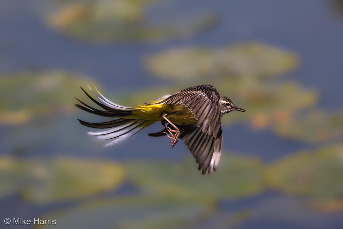 Grey Wagtail in Flight by Mike Harris