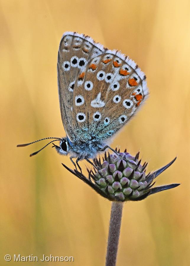 Adonis Blue on Scabious Bud by Martin Johnson