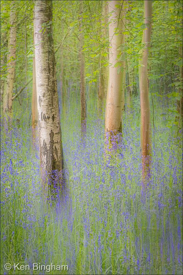 Spring in Waresley Wood by Ken Bingham