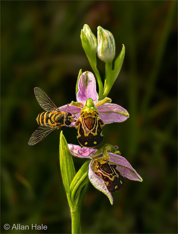 Bee Orchid with Hoverfly by Allan Hale