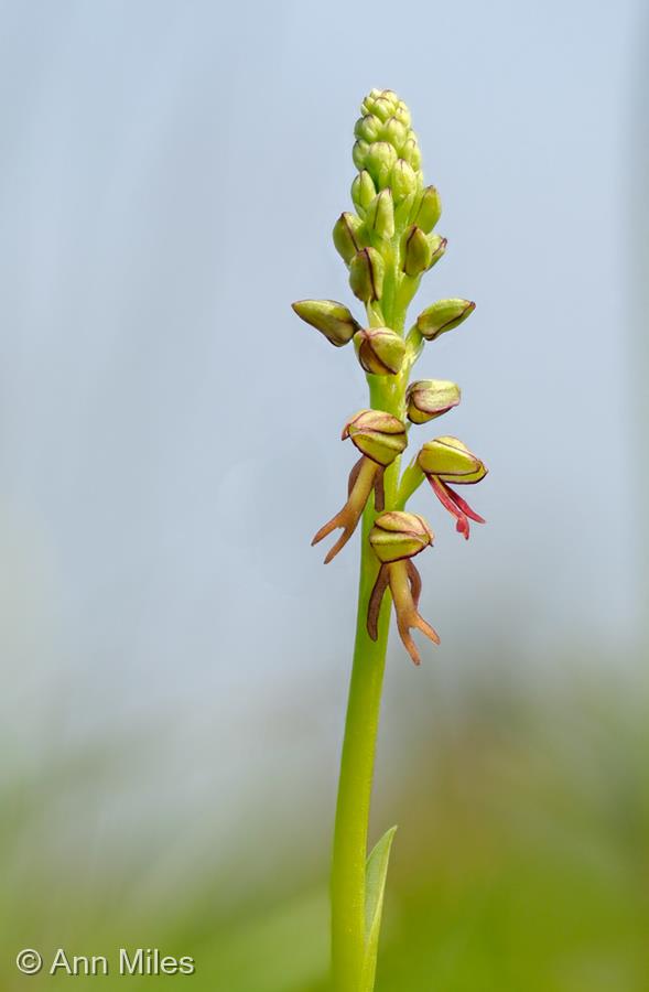 Man Orchid by Ann Miles