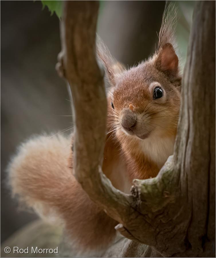 Squirrel on the Lookout by Rod Morrod