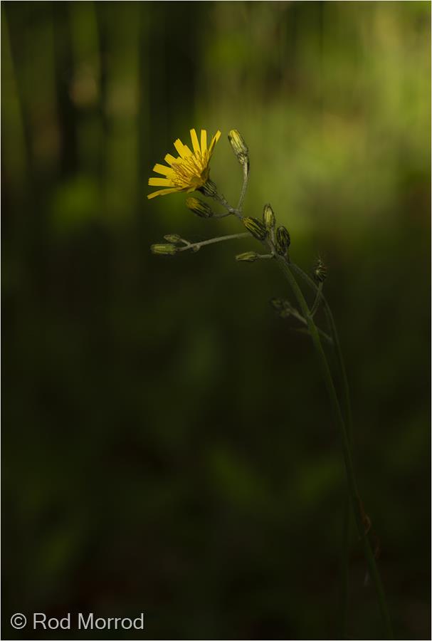 Hawkweed by Rod Morrod