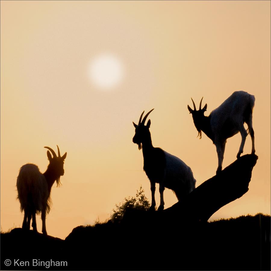 Evening on Goat Hill by Ken Bingham