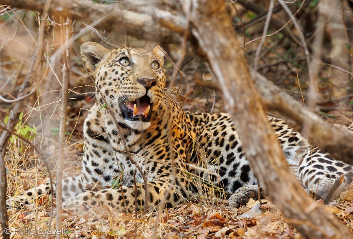 Checking the Kill is Stashed up the Tree by Philip Gravett