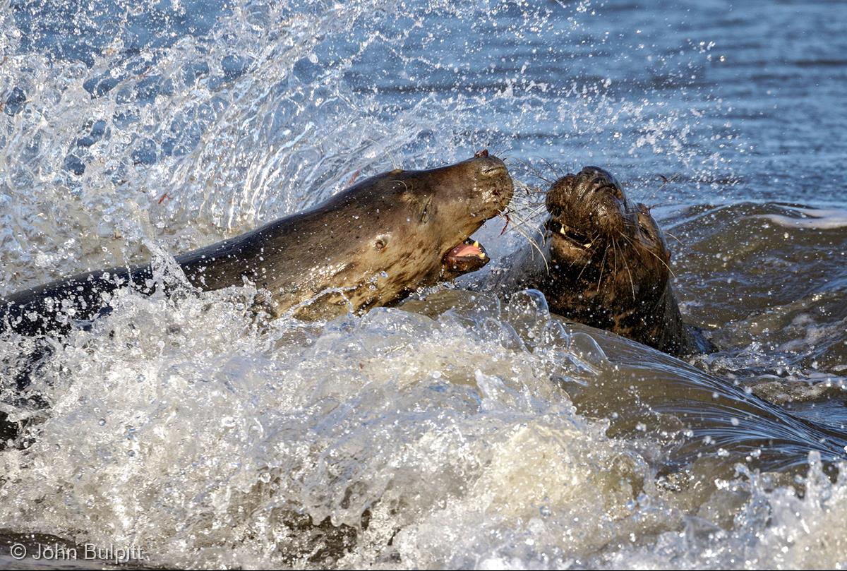 Grey Seal Cow Attacking Bull by John Bulpitt
