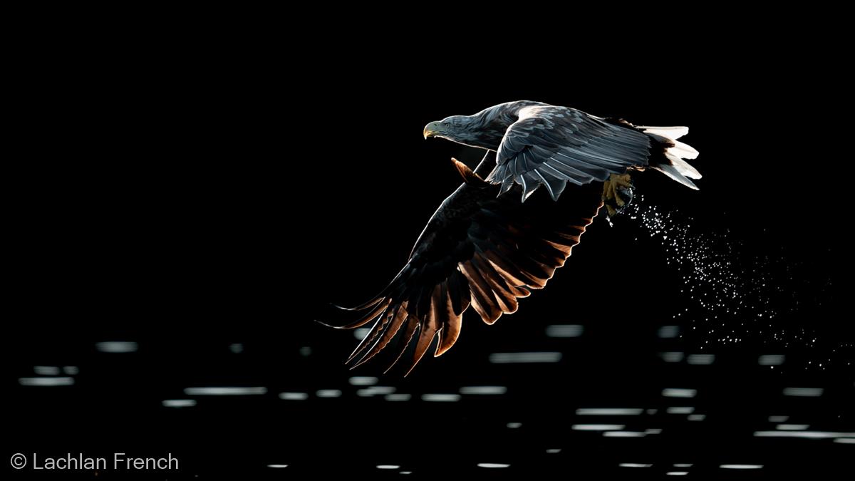 White-tailed Eagle in Evening Light by Lachlan French