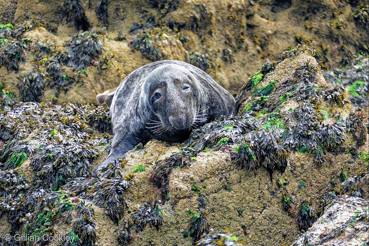 Sleepy Seal (Halichoerus grypus) by Gillian Cockley