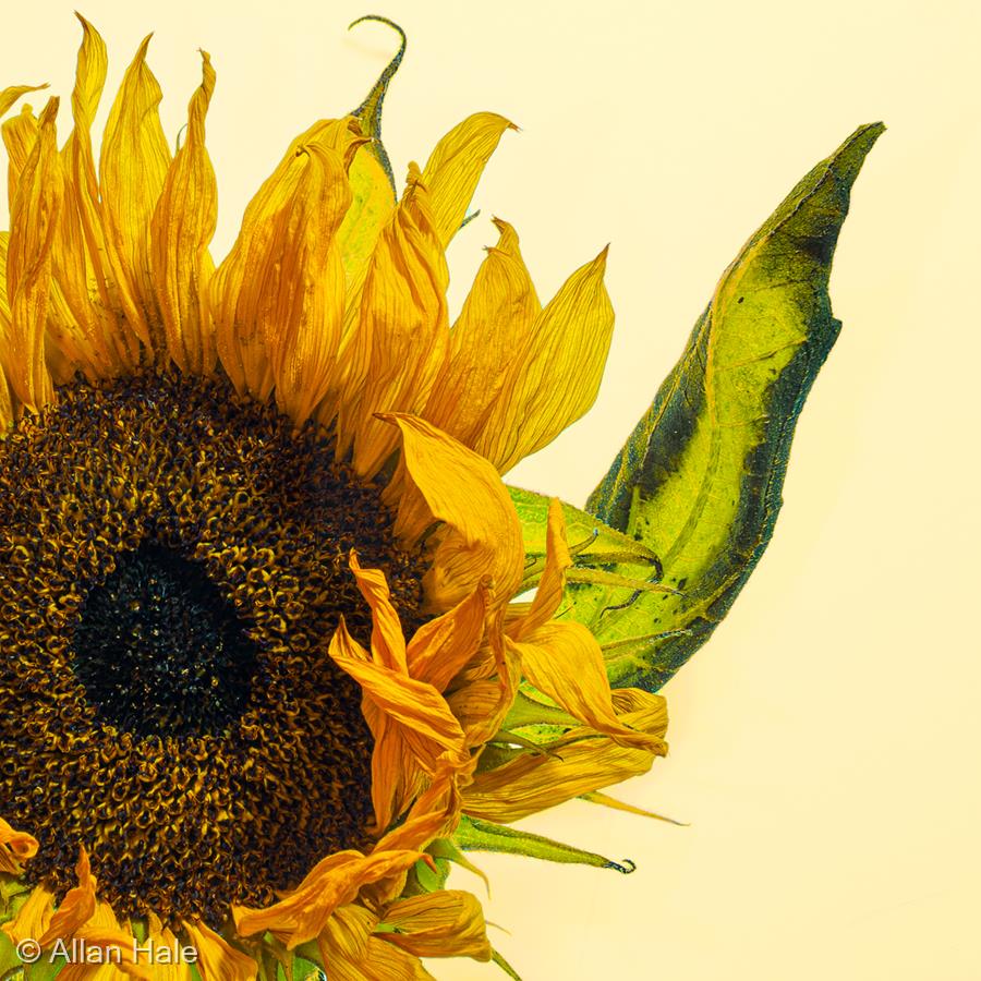 Sunflower by Allan Hale