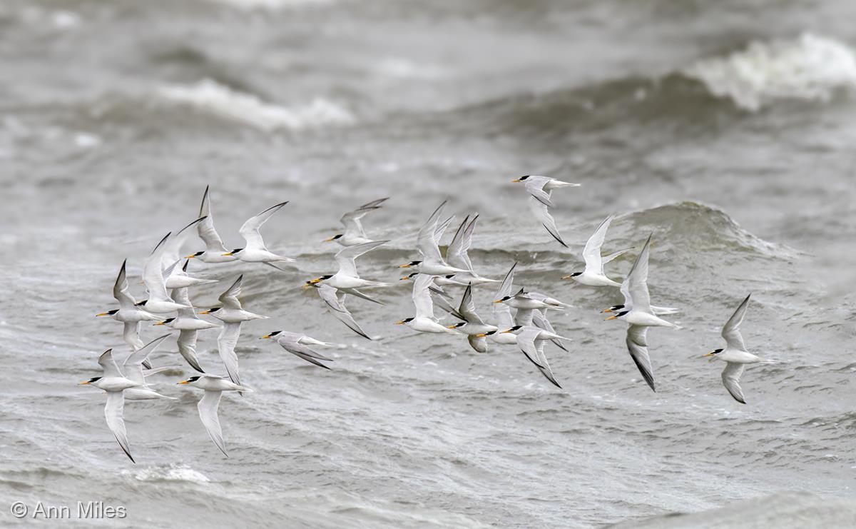 Little Terns Returning to Nest by Ann Miles