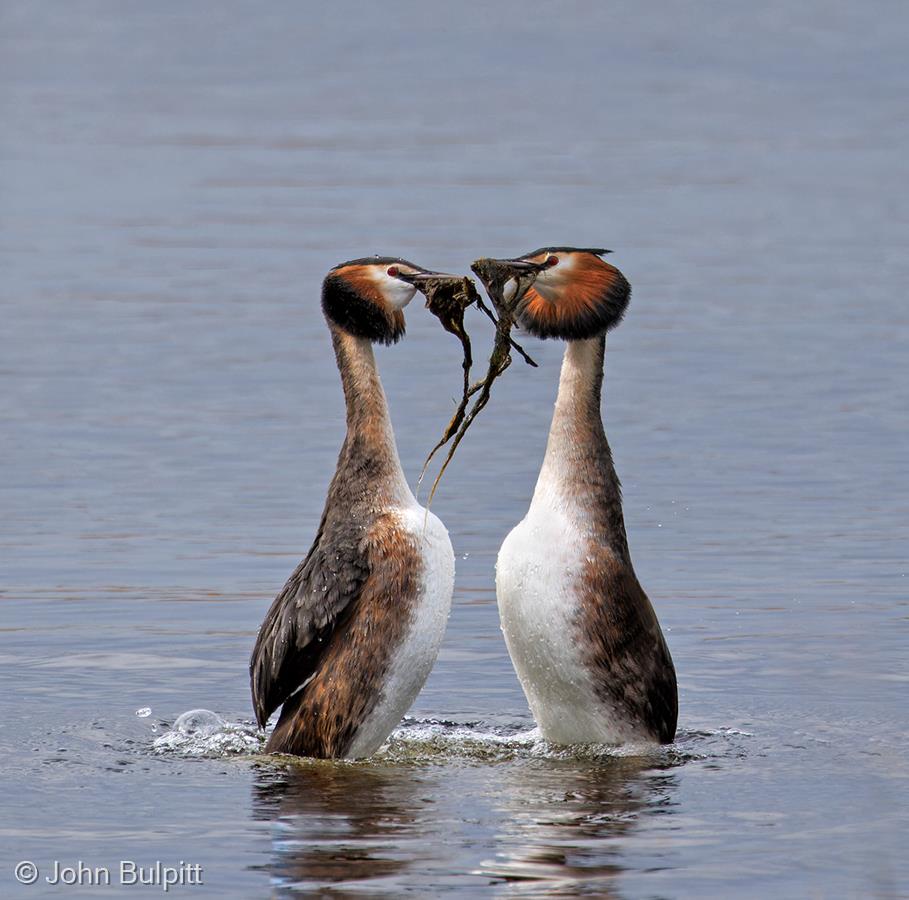 Great Crested Grebe - Weed Dance by John Bulpitt