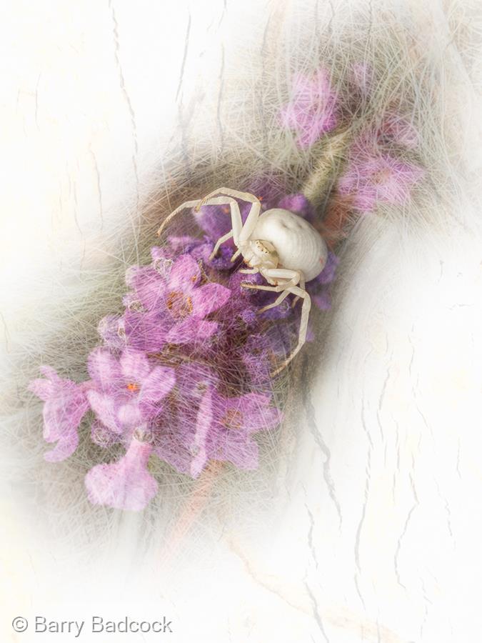 Crab Spider by Barry Badcock
