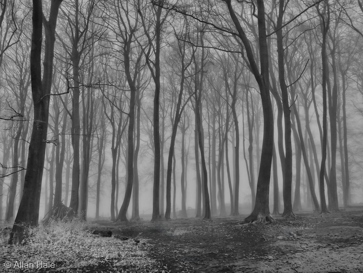 Misty Beechwood by Allan Hale