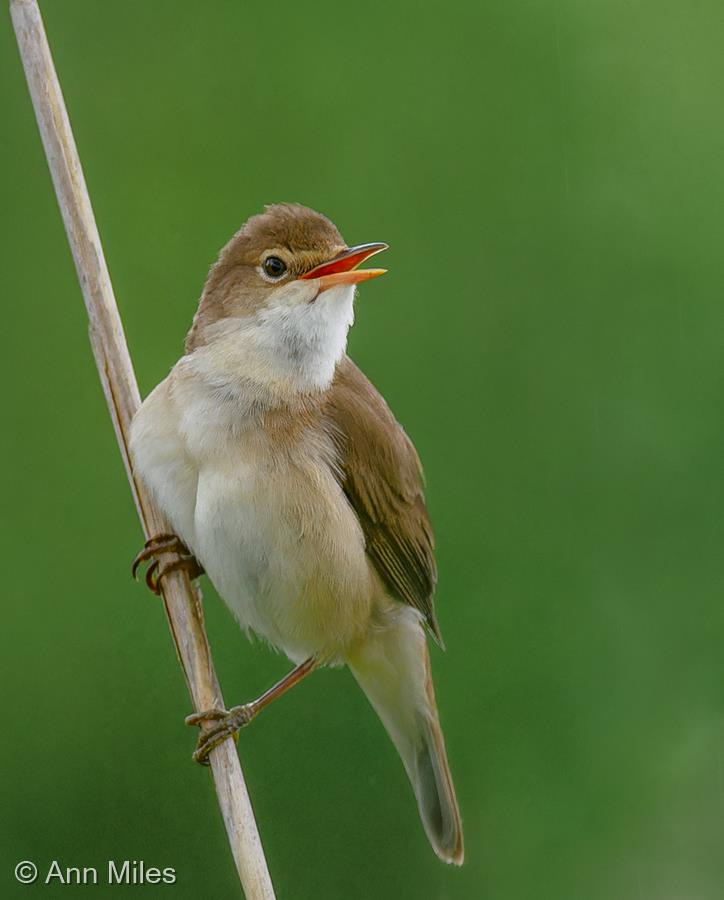 Reed Warbler by Ann Miles