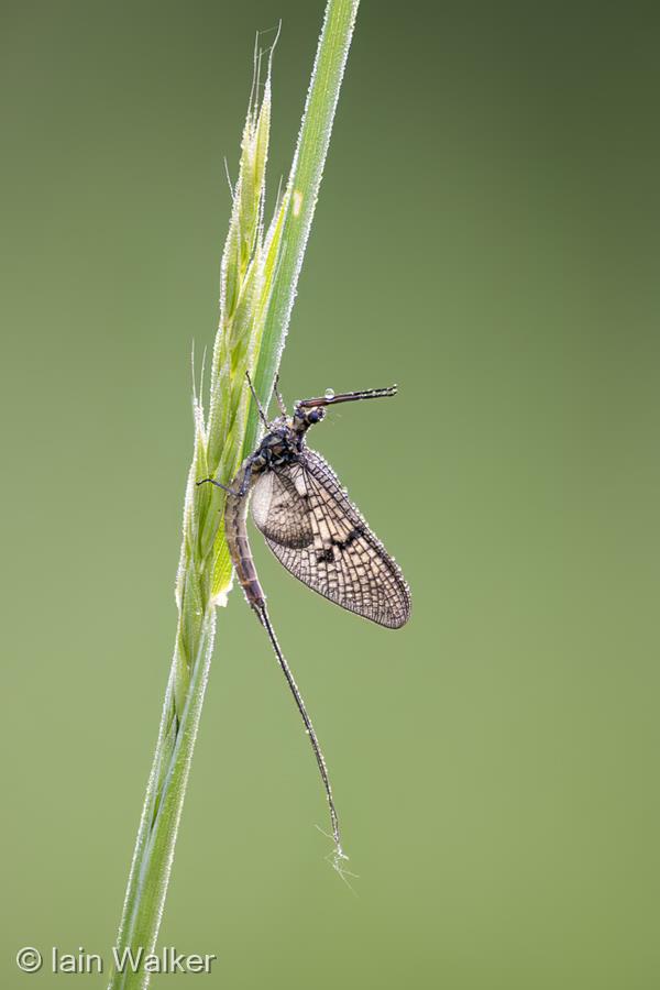 Mayfly by Iain Walker