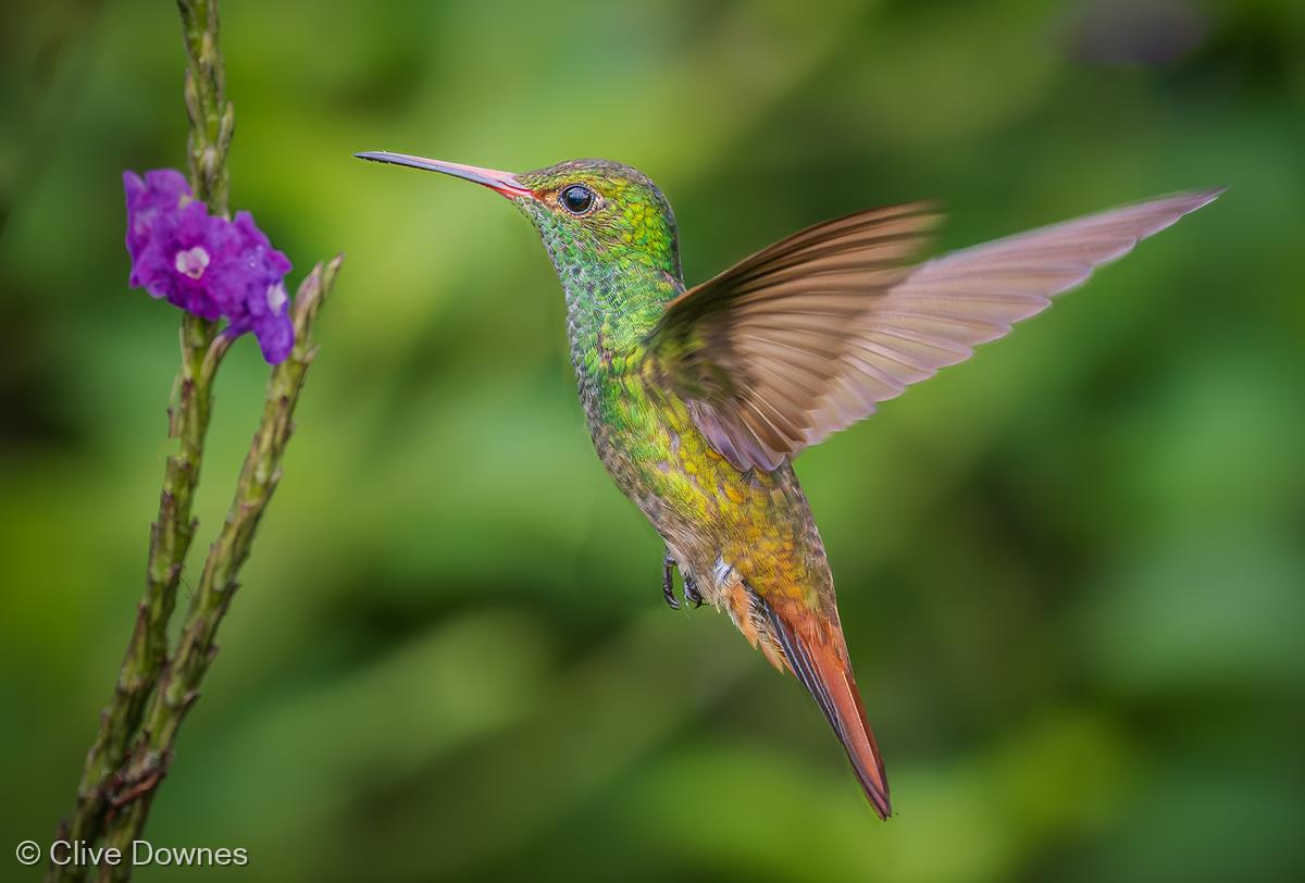 Hummingbird, Costa Rica by Clive Downes