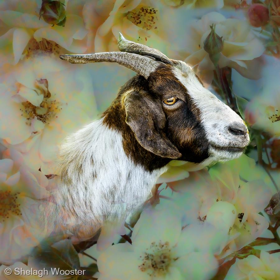 A Goat in Bloom by Shelagh Wooster