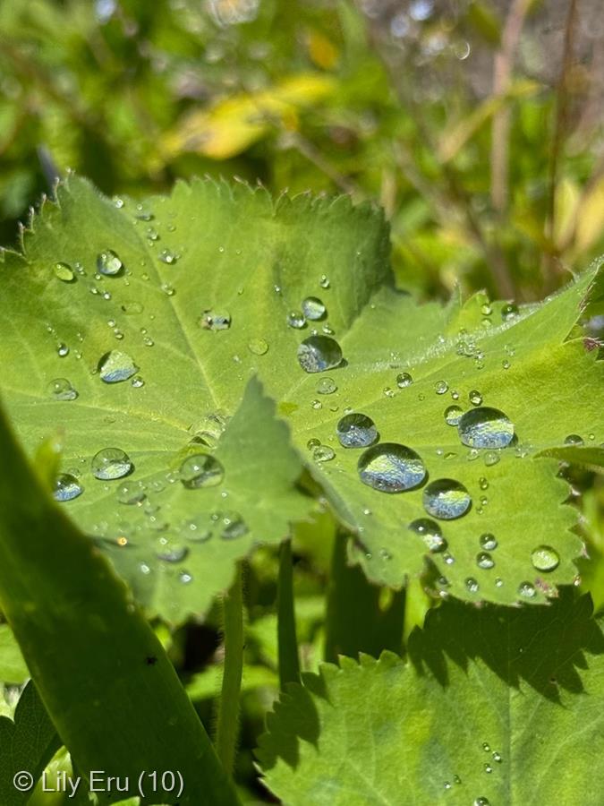 Nature diamonds by Lily Eru (10)