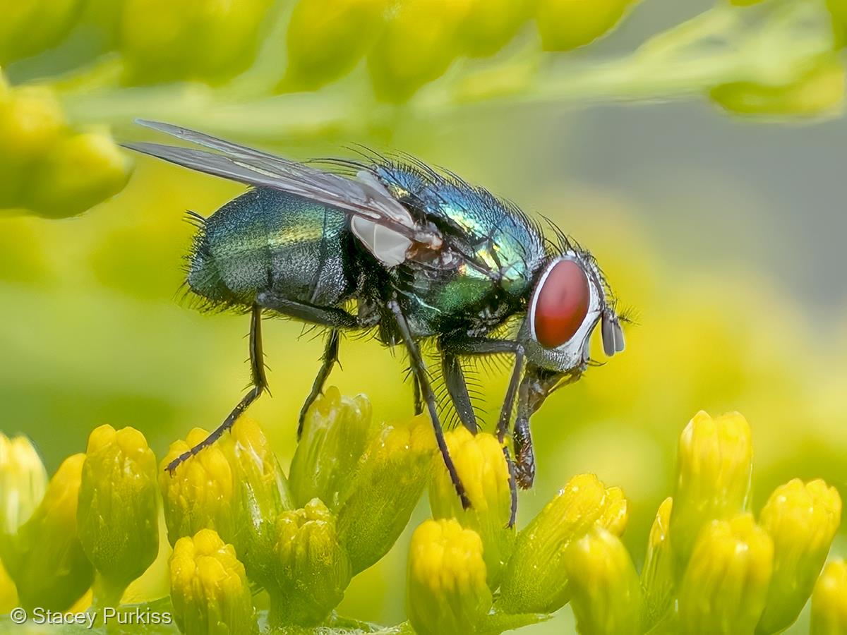 Greenbottle Fly Using its Proboscis by Stacey Purkiss