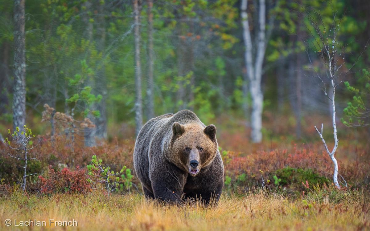Bear in Autumn Colour by Lachlan French