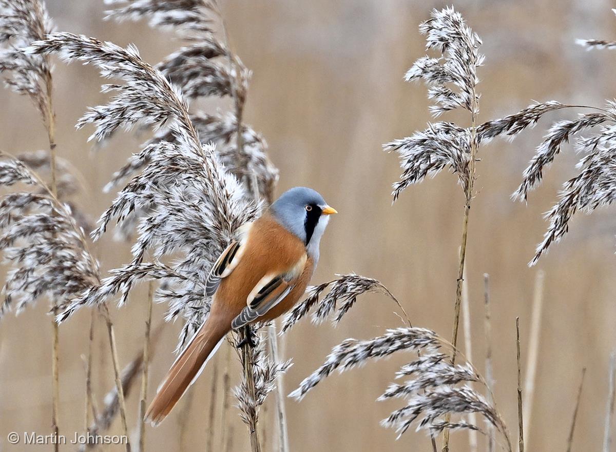 Male Bearded Tit in Reed Bed by Martin Johnson