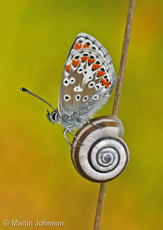 Brown Argus Butterfly Resting on a Snail by Martin Johnson