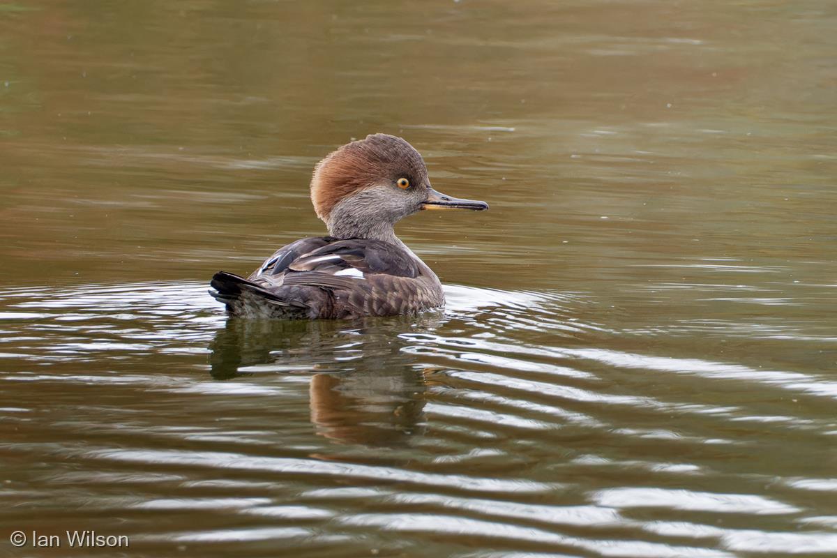 Goosander by Ian Wilson