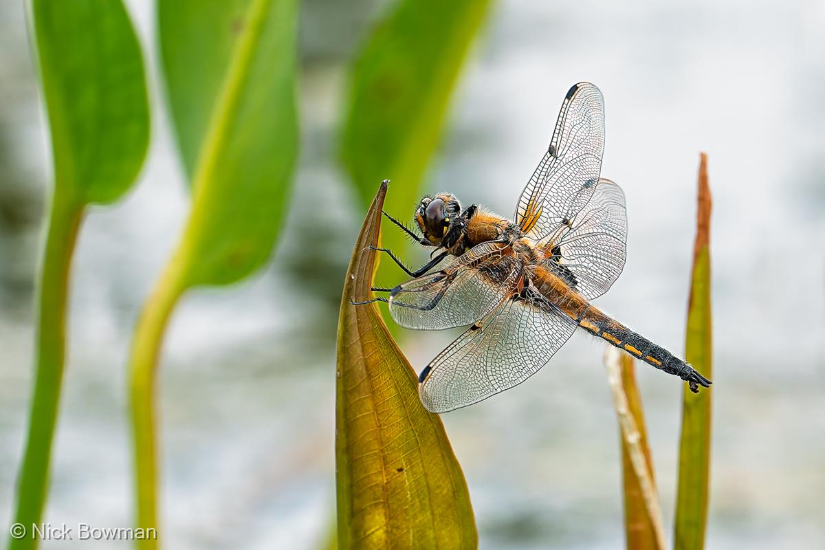 Four-spotted Chaser Dragonfly by Nick Bowman