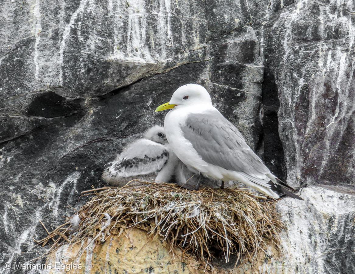 Kittiwake and Chicks by Marianne Eagles