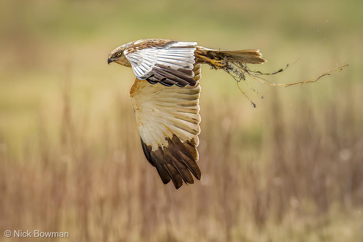 Marsh Harrier Nest Building by Nick Bowman