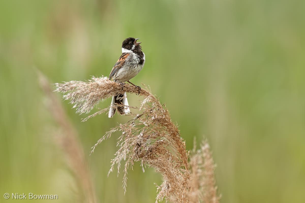 Reed Bunting Calling by Nick Bowman