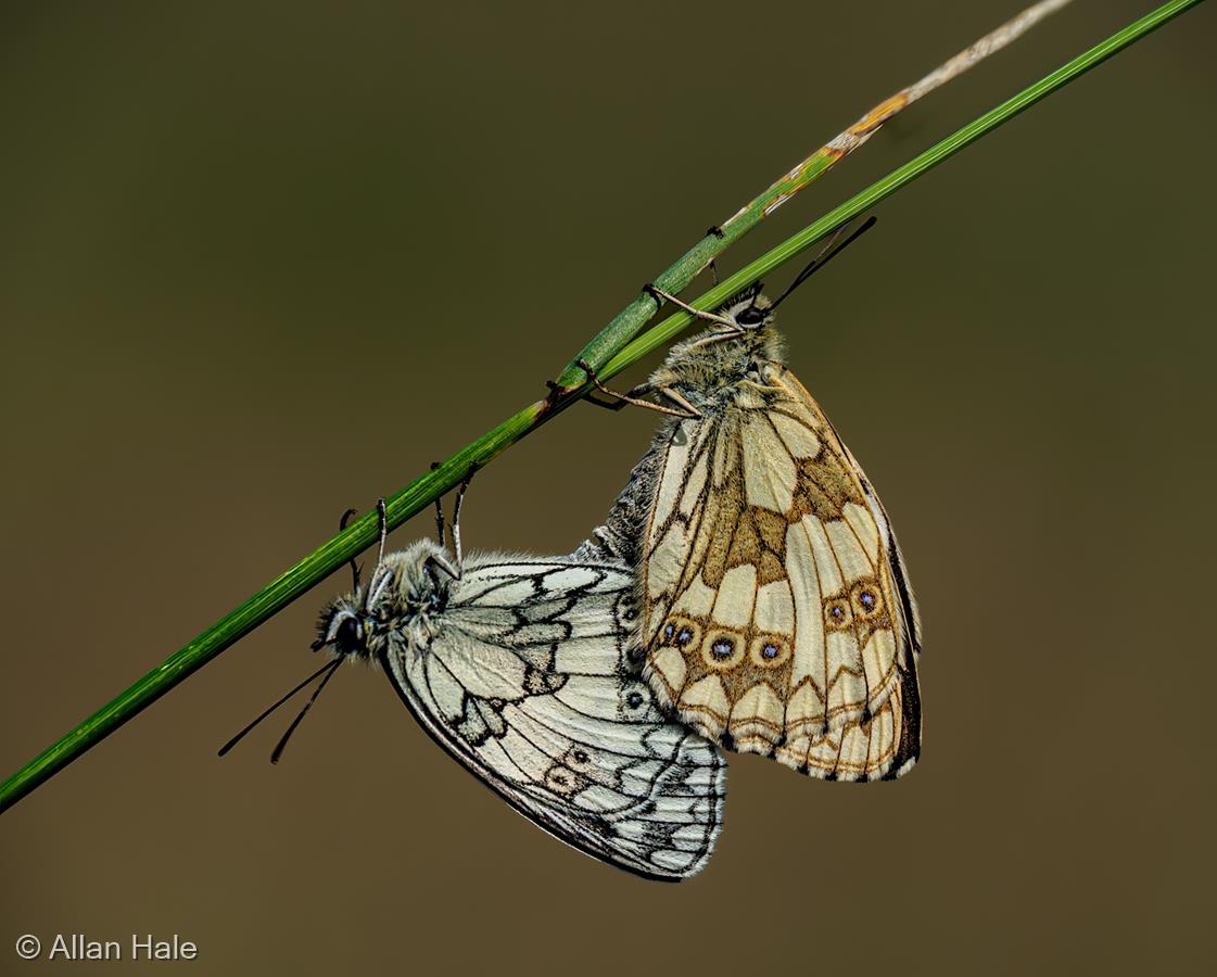 Paired Marble White Butterflies by Allan Hale
