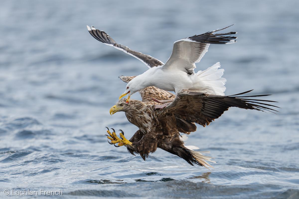Great Black-backed Gull Mobbing White-tailed Eagle by Lachlan French