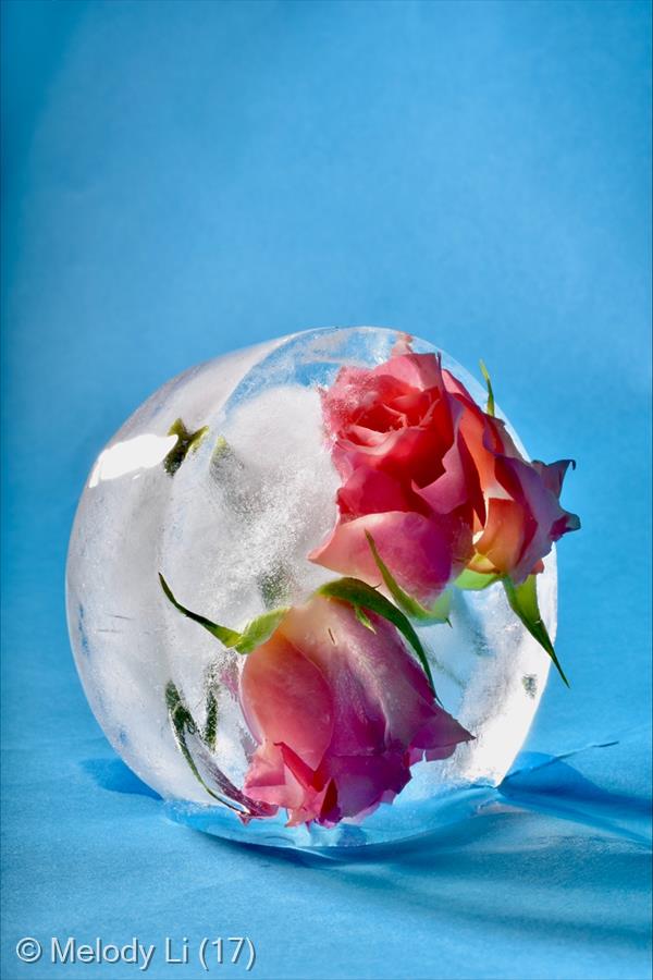 Frozen Roses by Melody Li (17)
