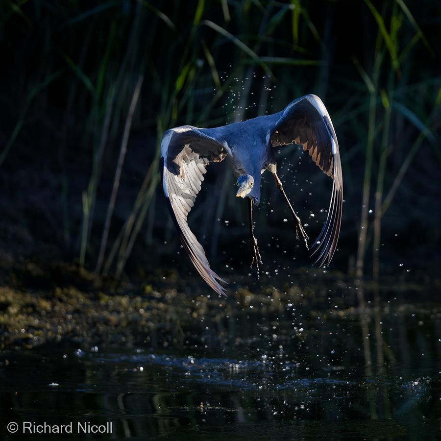 Grey Heron by Richard Nicoll