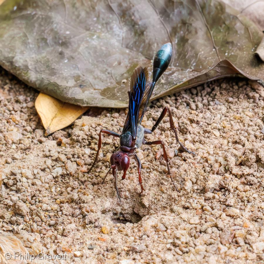 Parasitic Wasp by Philip Gravett