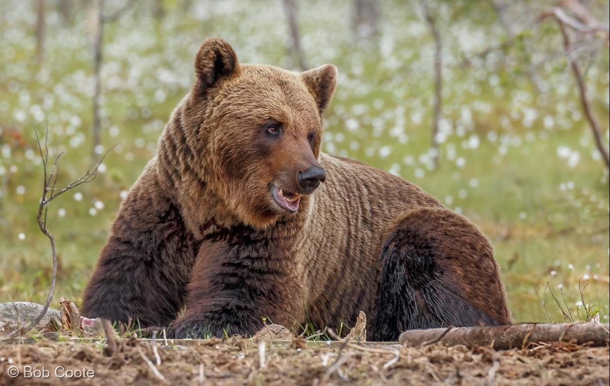 Brown Bear in Finland by Bob Coote