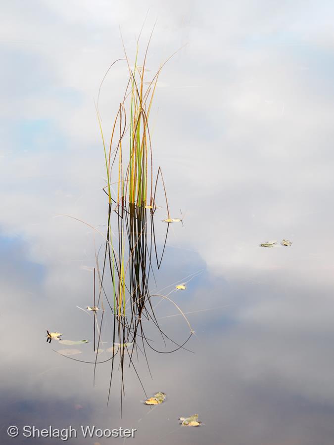 Whispers of Autumn by Shelagh Wooster