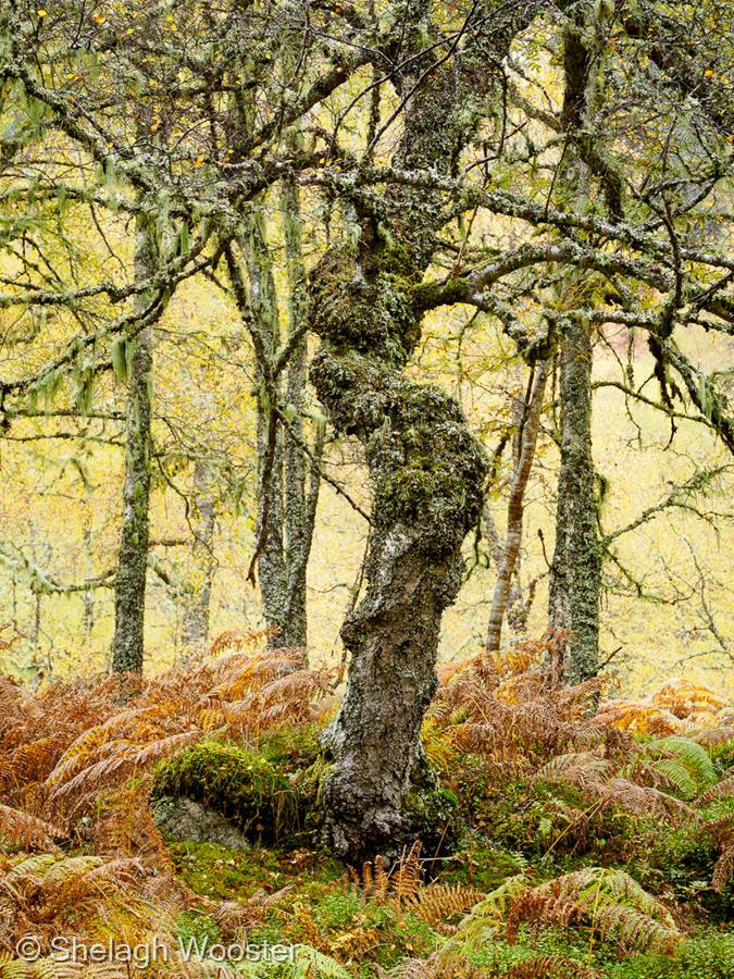 Autumn in Glen Affric by Shelagh Wooster