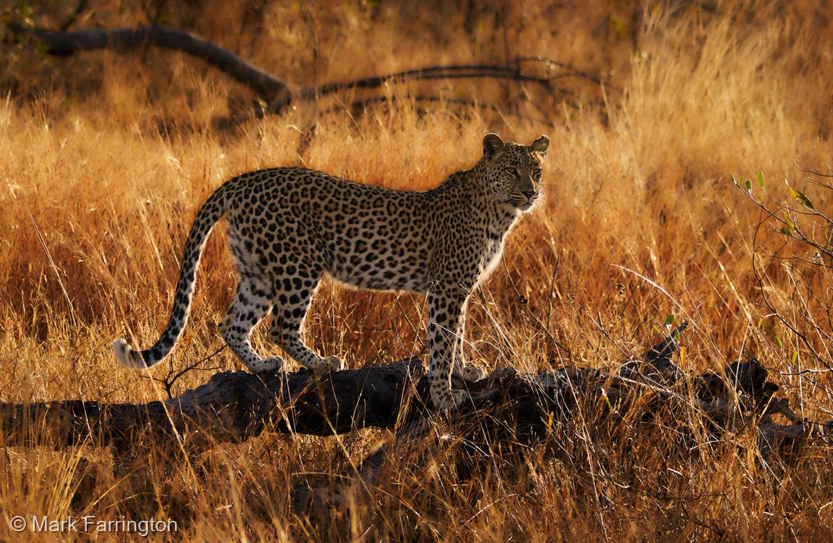 Hunting Leopard in Early Light by Mark Farrington