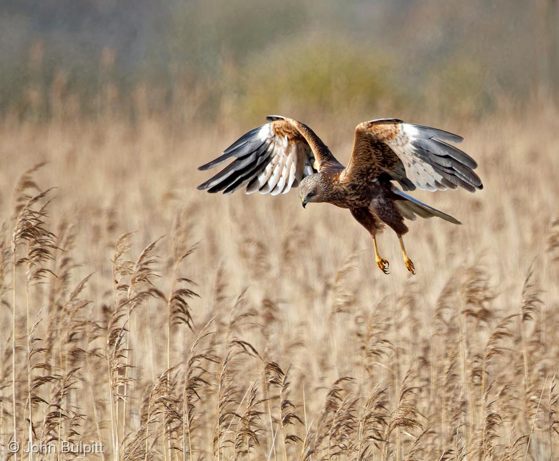 Marsh Harrier - Hunting by John Bulpitt