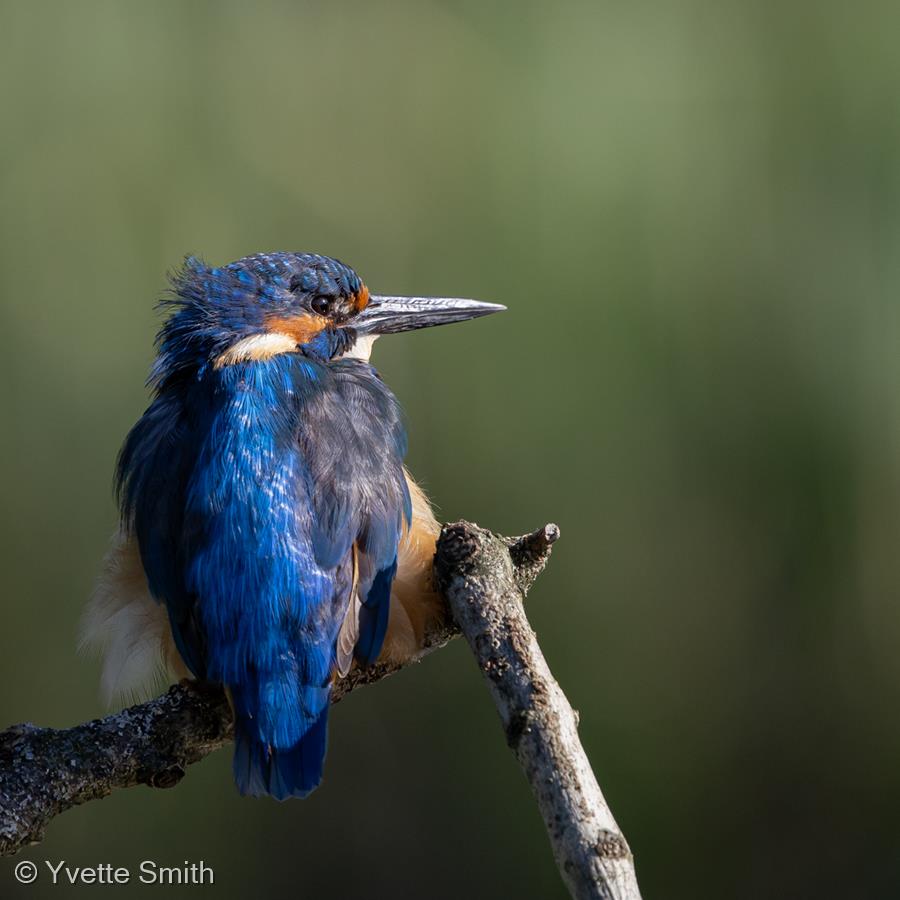 The Patient Kingfisher by Yvette Smith