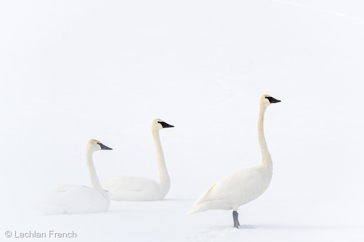 Trumpeter Swans by Lachlan French