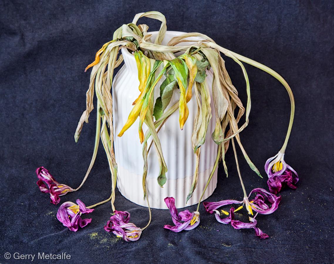 Tulips in Decline by Gerry Metcalfe