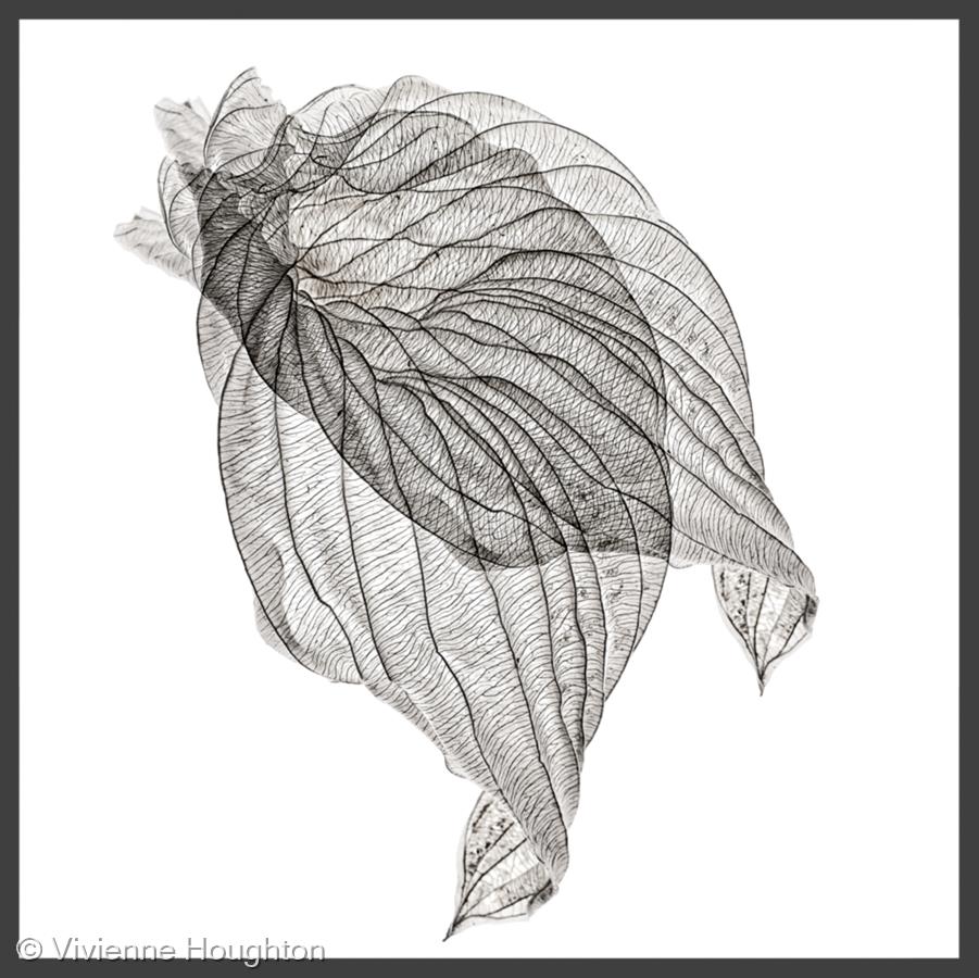 Delicate Structure by Vivienne Houghton